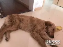 狗狗冠状病毒的症状和治疗