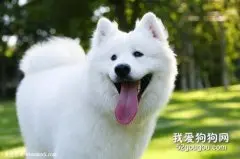 狗狗子宫蓄脓吃什么药?