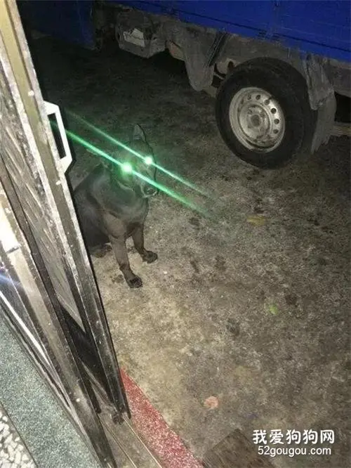 铲屎官半夜喊大黑狗回家，可一直都没回应，打开灯一看懵了...