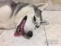50出售哈士奇，看过照片后纷纷摇头...好惨！