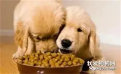 如何正确的喂食狗粮？