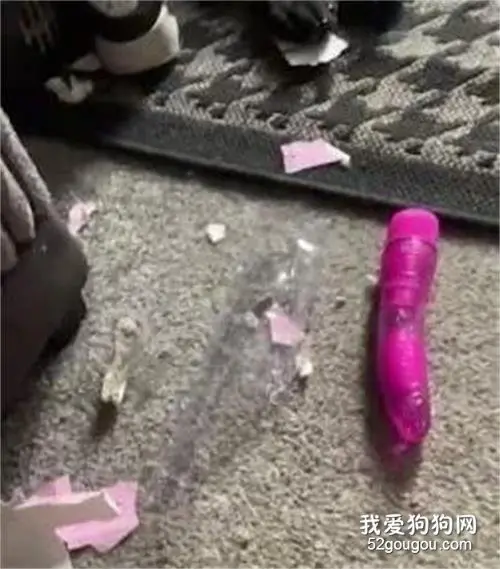 狗狗把邻居的情趣玩具叼回家了，怎么还？在线等，挺急的！
