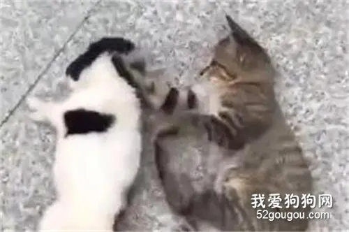 猫和狗子开启冷战模式，像极了小两口吵架！