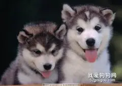 导致狗死亡的疾病有哪些