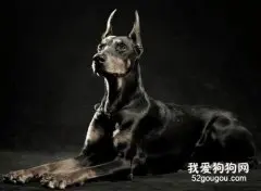 大丹犬的优点是什么 看似凶猛其实很粘人