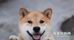 柴犬有什么优点 盘点柴犬五大优点