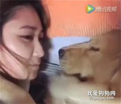 网友偷亲大金毛，金毛出手阻挡：请你自重！