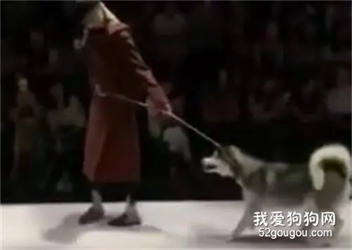 模特走红毯时，带上了二哈，结果走一半，二哈反悔了...哈哈！