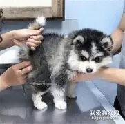 被爆菊的小狗子，表情太到位了....