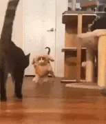 给猫穿上兔子装后，它的气势就变得不一样了，其他猫看后都懵了！