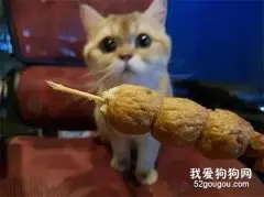主人当着猫的面，把一串丸子一颗一颗的吃完，它的表情笑屎了！