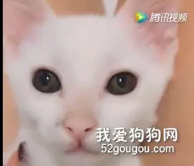 主人用喵咪做美白广告，我竟然差点信了....