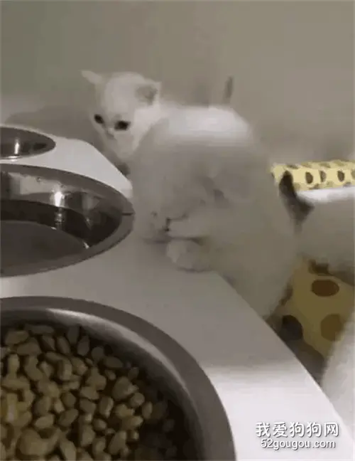 网友见小奶猫抱着饭盆一动不动，凑近一看，笑疯了....