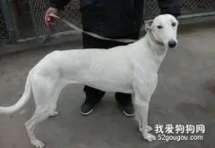 格力犬饲养指南