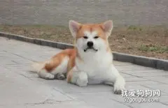 怎么看秋田犬品相 教你如何挑选秋田犬