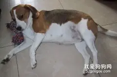 狗狗怀孕注意事项