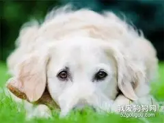 狗狗得了糖尿病的症状