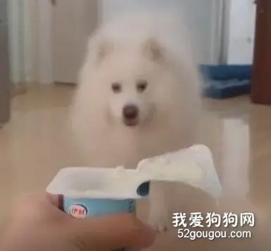 叫狗子名字不一定唤得回，但是只要你发出这种声音，它们一定会出现…