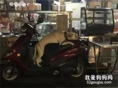 主人进去买东西，让狗子在外面等，结果出来看到这一幕笑喷了！