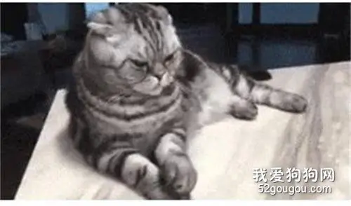 猫奴手欠，一只拨弄着猫猫的爪子，最后把镜头拉远...