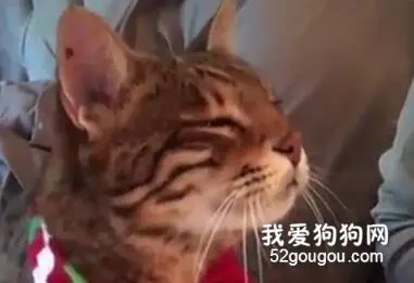主人一直找喵聊天，喵都困得不行，但还是...