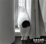 网友说他家猫屁股超级性感，小可一看，差点笑喷....