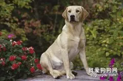 狗狗气管塌陷如何治疗?