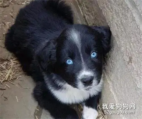 哈士奇意外怀孕，没想到却生了个煤炭，主人懵逼了！
