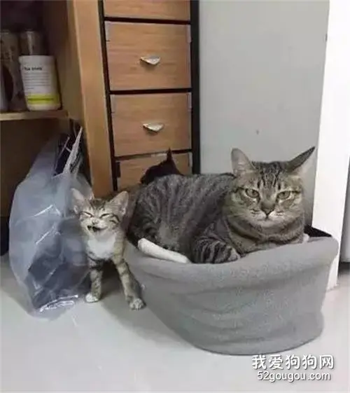 主人给小猫买了个新窝，结果被家里的两只大猫强占...