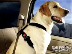 狗狗晕车了怎么办?