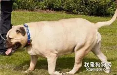 哪些疾病容易引起狗狗肥胖？