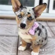 网友晒出豹纹柯基，可没想到狗子居然是只哈士基