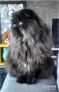主人带猫猫去剃毛之后，没想到从鳌拜变成了小岳岳...
