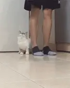 主人走一步，短腿猫咪跟一步，真是萌坏了...