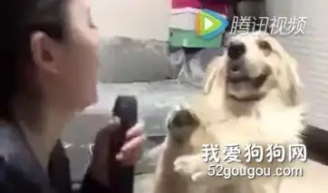 主人的一首歌，险些要了它的狗命...铲屎官们注意了...