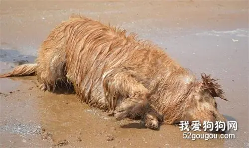 狂欢过后，一顿胖揍！
