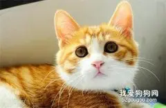 猫吃罐头腹泻的原因是什么？