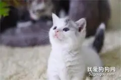 猫咪尿路结石的原因和治疗