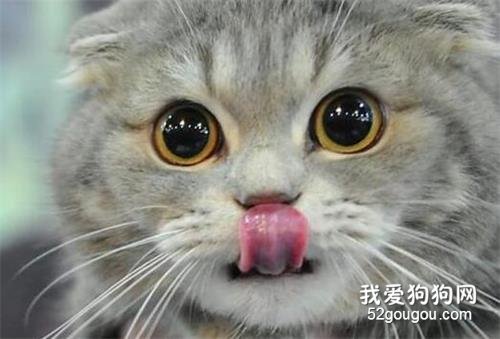 猫咪有口腔疾病