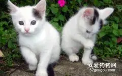 养猫咪后把猫砂盆放哪比较好