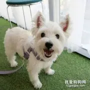 狗狗常见的牙齿疾病有哪些？