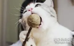 猫咪非常喜欢的猫薄荷有危害吗？