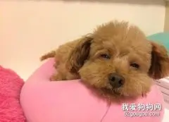 泰迪狗狗的睡眠习惯有什么特点