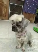 狗子被逼剪了个汉奸头，整个狗都不好了