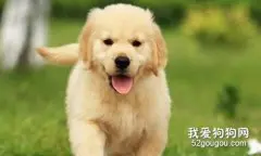 犬窝咳症状 犬窝咳会传染人吗？