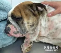 狗真菌性皮肤病症状 该如何治疗