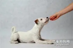 狗狗护食怎么办?