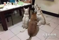 主人买了一些炸鸡回来，刚打开包装袋，瞬间就被几只狗包围了！