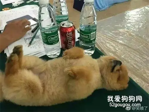 网友带狗狗去参加宠物美容大赛，结果小家伙...竟然睡着了...
