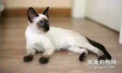 猫适合养在卧室吗?